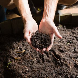 Hand of man holding soil on a sunny day