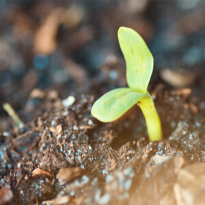 Small Sprout in soil